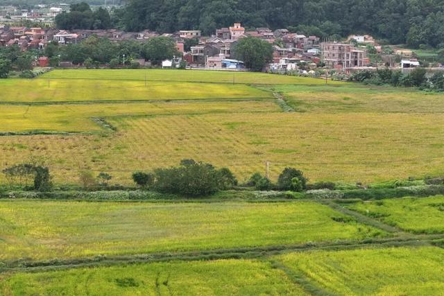 美翻！万亩稻田“丰”景藏不住了，11月23日高明稻马见～