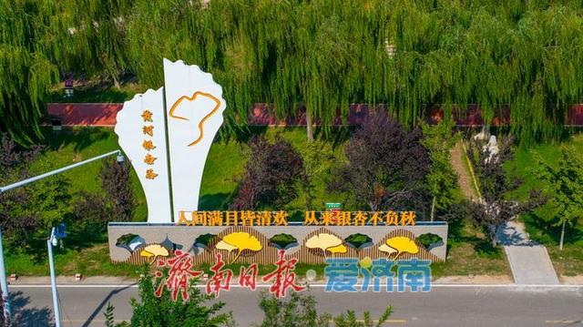 金色盛宴即将开启！济南黄河银杏林最佳观赏期预告，收好这份打卡攻略