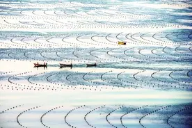 辽宁大连：海中鲜菜采收忙图片