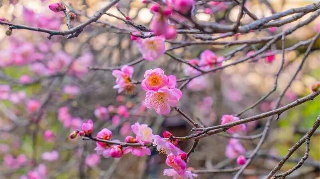 冬暖花开游云南 | 冬游红河，“马”上赏花！