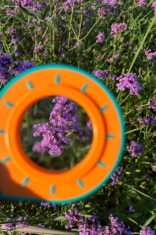 漳州也有“普罗旺斯”花海了！