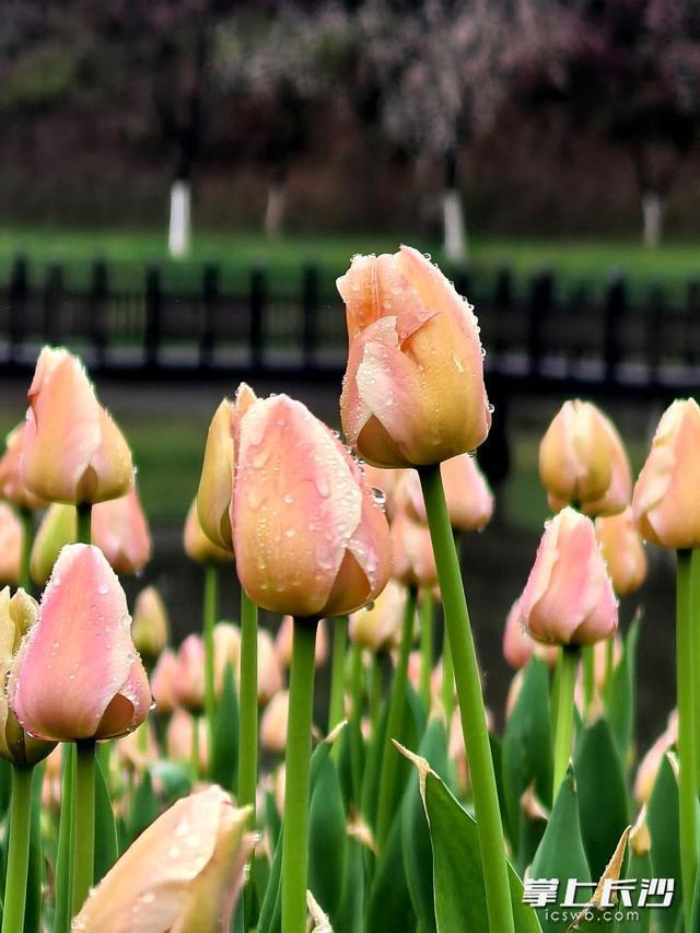 赴一场限定春日浪漫，长沙园林生态园春季花卉艺术节3月7日启幕