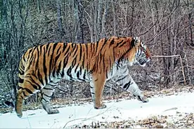 「人与自然和谐相处的温暖瞬间」“追”老虎图片