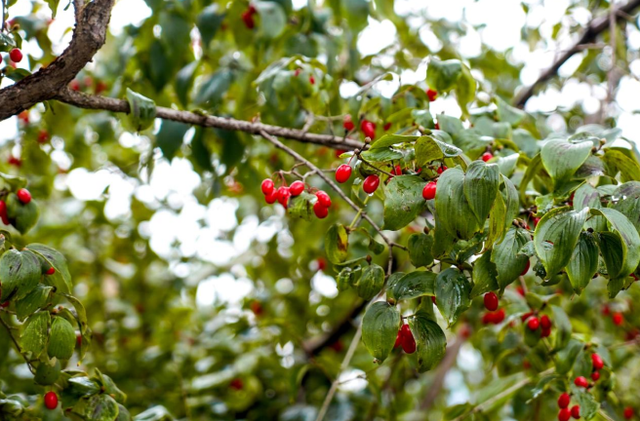 康养晋城：从生态“底色”到发展“亮色”