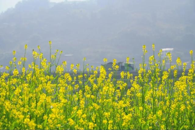 绝美！“川南最早春色”上线