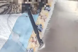 双眼被射穿！上海复兴公园又有小猫被虐，救助者：凶器已拔出图片