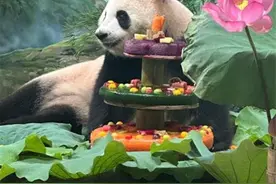 三层大蛋糕、国风装扮、熊猫集市……大熊猫“香果”今天4岁啦图片