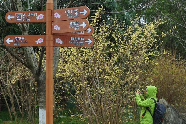 用金黄点亮季节！顾村公园蜡梅的高光时刻到了