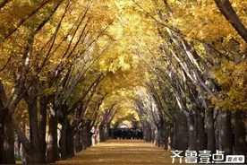 青未了共读|银杏礼赞图片