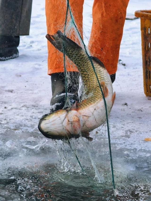别问冷不冷，就问明天10点哈素海你到不到！冬捕、温泉、美食这里全！都！有！