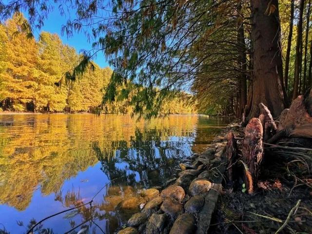 域见上海·域见奉贤｜海湾国家森林公园最新红杉实拍已送达，还有更多攻略等你来看！