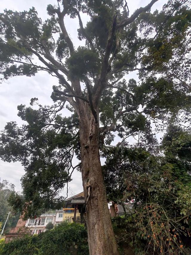 【地情文章】芦山古村落-古城村