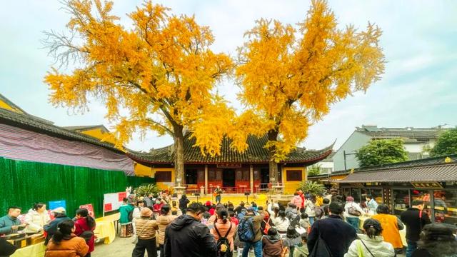 好景成双，来定慧寺巷邂逅小确“杏”