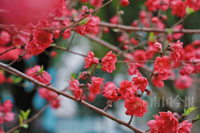 总有一条适合你！2026马上游柳州春季6大主题旅游线路发布