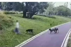 警方通报“母女公园散步遭四条大型犬撕咬”图片