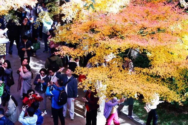 栖霞山人气爆棚，红叶超长待机！@友友们，错峰更有乐趣哦~