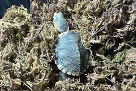 宠物龟进入冬眠季，福州医生最新提醒！图片