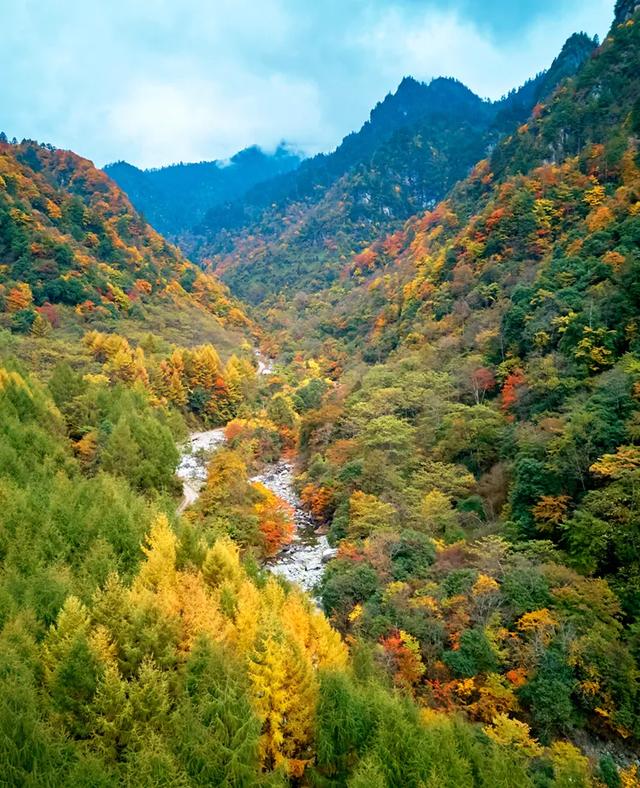 青睐绵阳 ‖ 小众彩林秘境！平武这条沟藏着最惊艳的秋天~