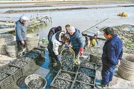寒风中的抲蛏人图片