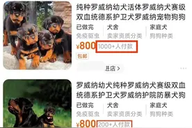 罗威纳犬在多个店铺月销过百，该禁养的狗就应该坚决禁养图片