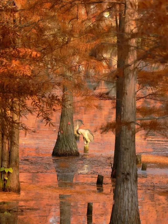 别错过，成都公园里的绝美冬景！