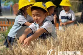 萌娃收麦记图片