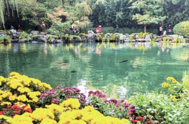 趵突泉金秋菊展迎来最佳观赏期