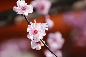 海量美图！美人梅迎来盛花期，静安这些地方能看到！图片