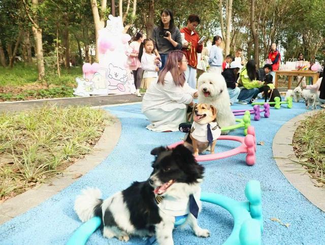 森林骑行、萌宠派对……廊下镇友好村打造沪郊“心灵栖息地”