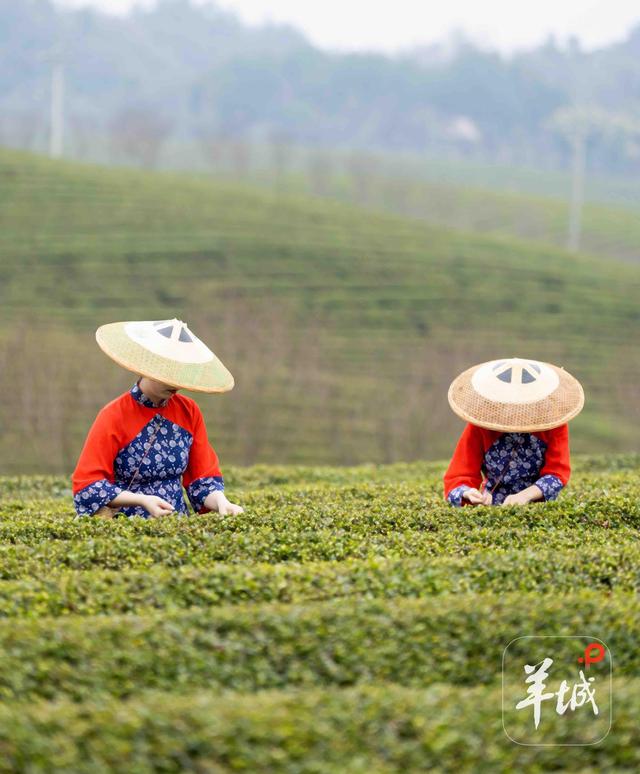 山水有意，文旅动情！遵义湄潭如何打动港澳心？