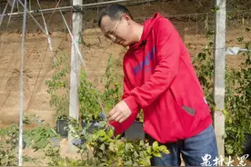 地栽改盆栽，土壤换基质……“新农人”有“新农经”图片