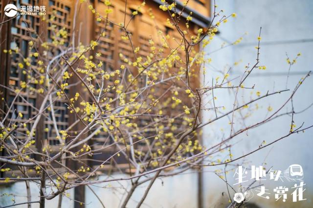 第一波开好了！来无锡邂逅冬日“梅”景