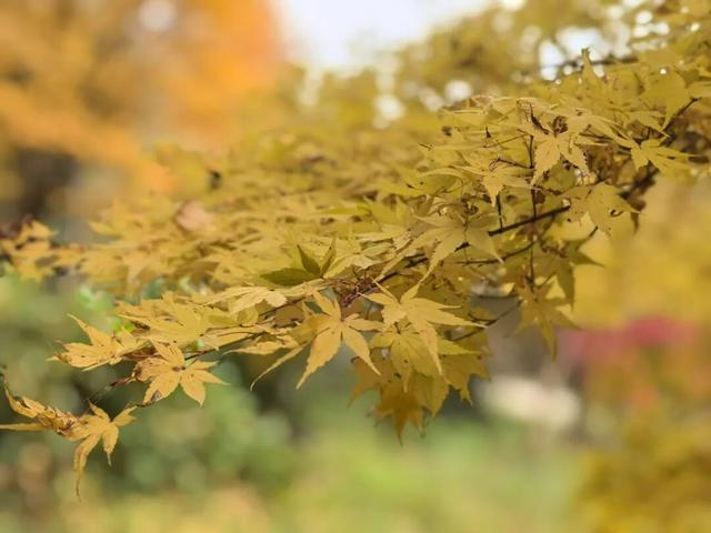 霜染丹枫！全州这个地方已进入观赏期~