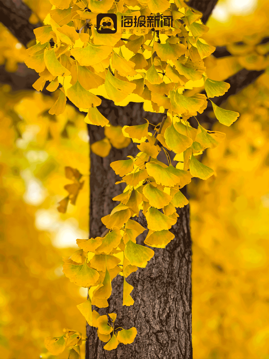 动图海报丨那就好好告别吧，在潍坊最后的秋景里！