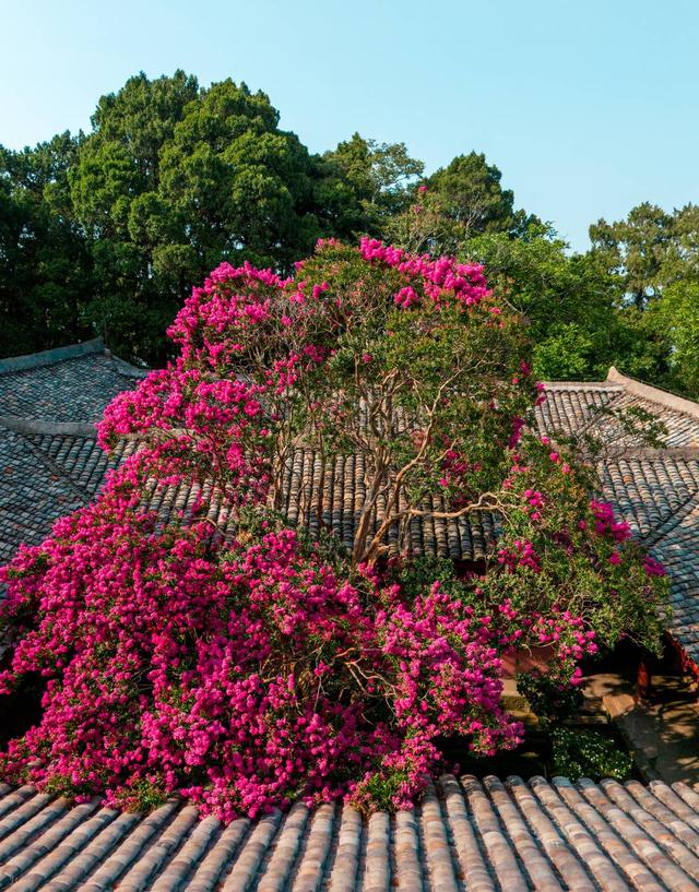 满树繁花！四川剑门关1500年紫薇古树 迎数十年最盛花期
