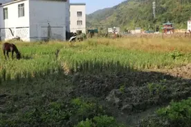 “出嫁女”能否享有征地补偿？图片