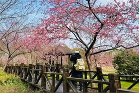 顾村公园第一波早樱绽放，本周末进入观赏期图片
