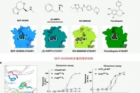 科创未来丨川大团队首次揭秘这类精神疾病药物的药理性质，有望提供新疗法图片