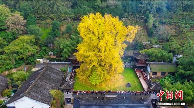 陕西西安：千年银杏树换“金装”