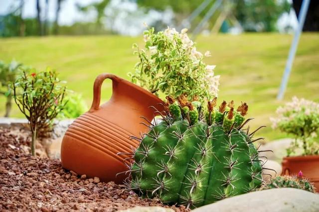 11 月超热闹！喀什歌舞、三角梅盛宴…花都秋游好去处~