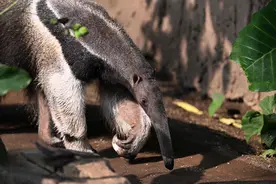 （外代二线）危地马拉城奥罗拉动物园的动物图片