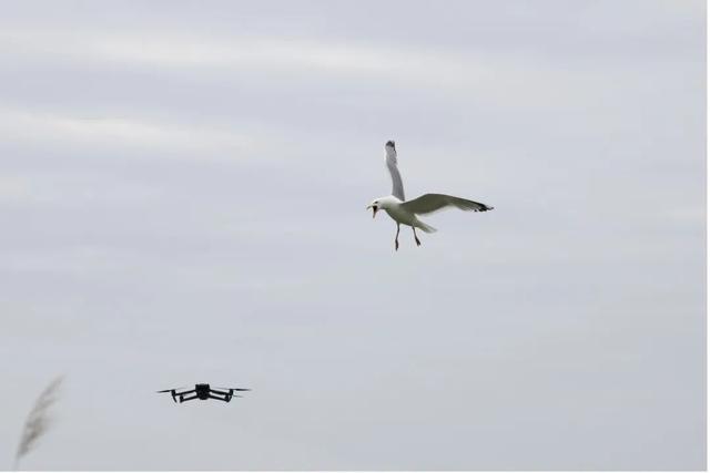 再凶的猛禽，也会怕这种“大铁鸟”