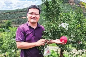 让河南软籽石榴越来越“红”——对话中国农业科学院郑州果树研究所青年专家李好先图片