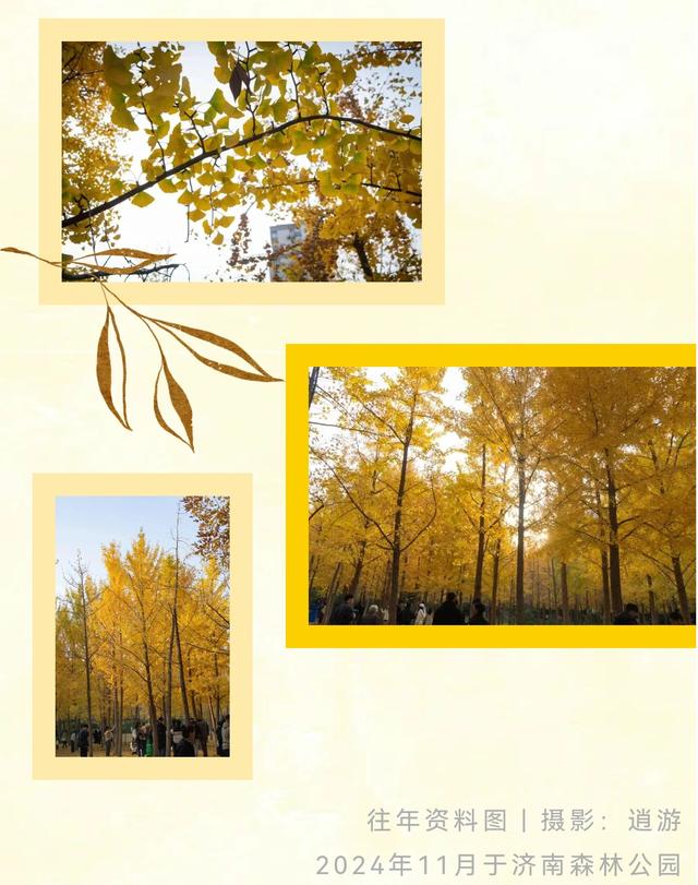 《2025济南赏银杏地图》出炉！错过再等一年