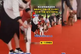 推动宠物高质量繁育，狗狗界的“选美比赛”在沪举行，哈士奇、柯基、金毛可甜可盐图片