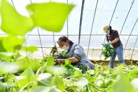 中老年常吃这5种“高叶酸”菜，越吃越健康长寿图片