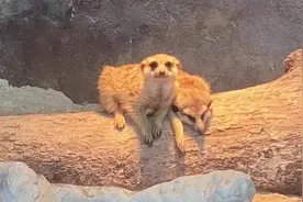 “非洲小精灵”搬入中国新家图片