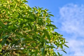 安徽亳州：秋意浓 桂花香图片