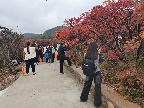 徒步嵩山之巅 趣赏登封红叶——“日出嵩山·红叶漫天”第三届嵩山红叶季暨2025年河南省“三山同登”登山大会启幕
