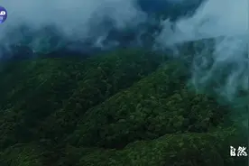 全球首发！总台摄像机器狗探秘哀牢山